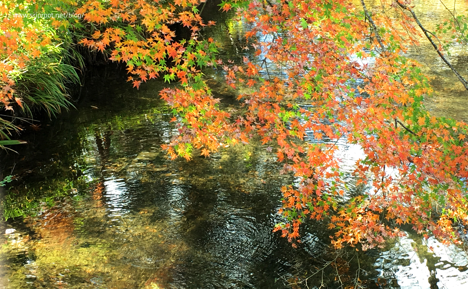 金鱗湖の紅葉